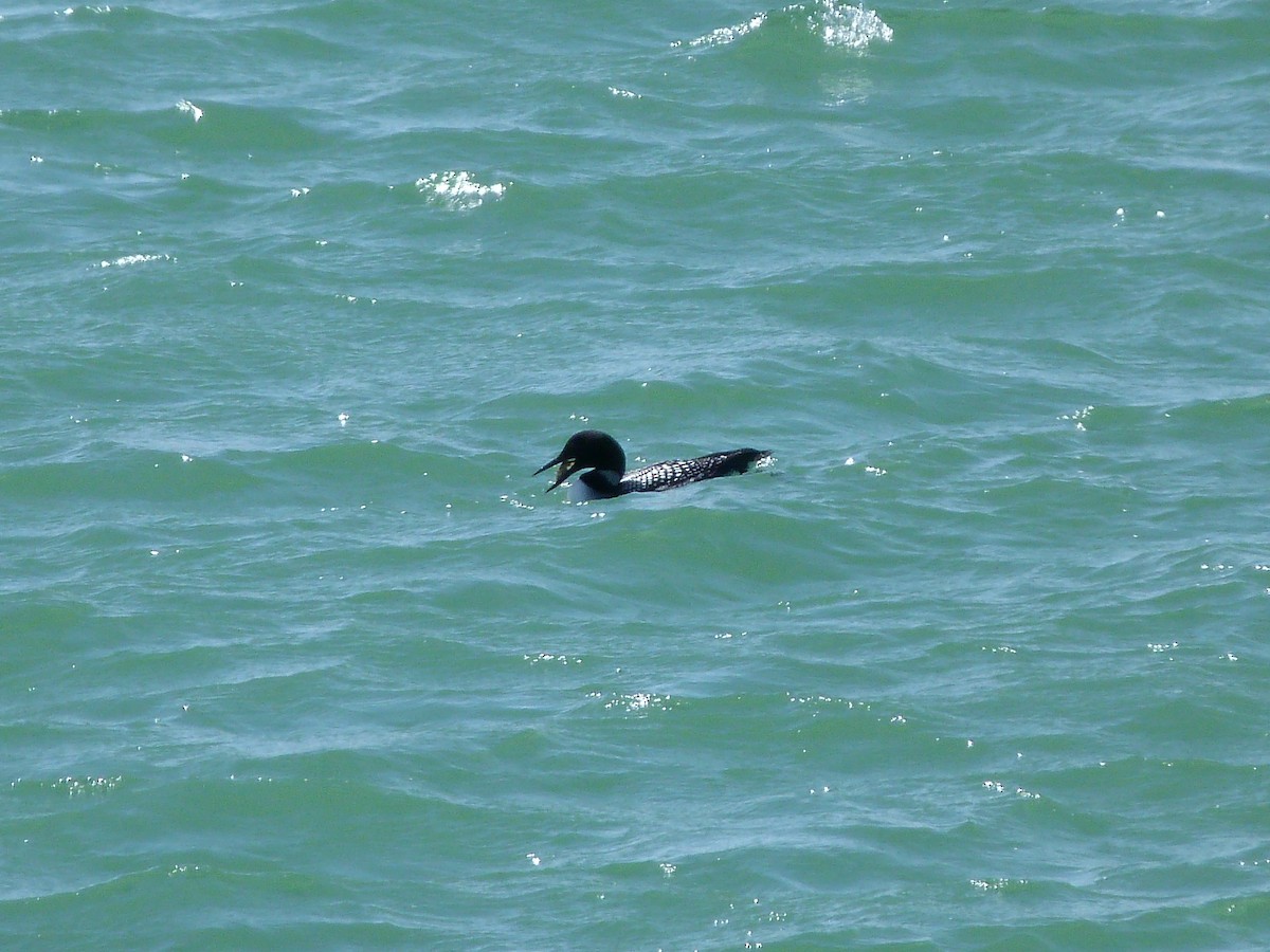 Common Loon - ML92781881