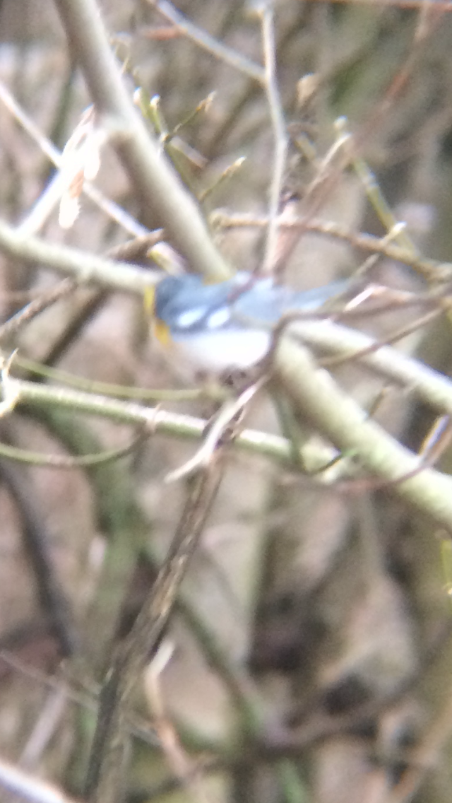 Northern Parula - ML92781901