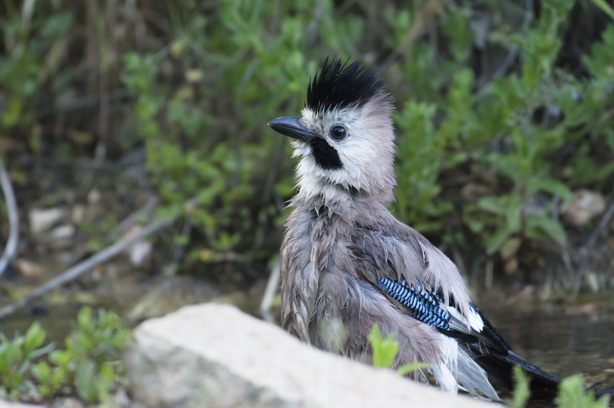 Eurasian Jay (Black-capped) - ML92781951