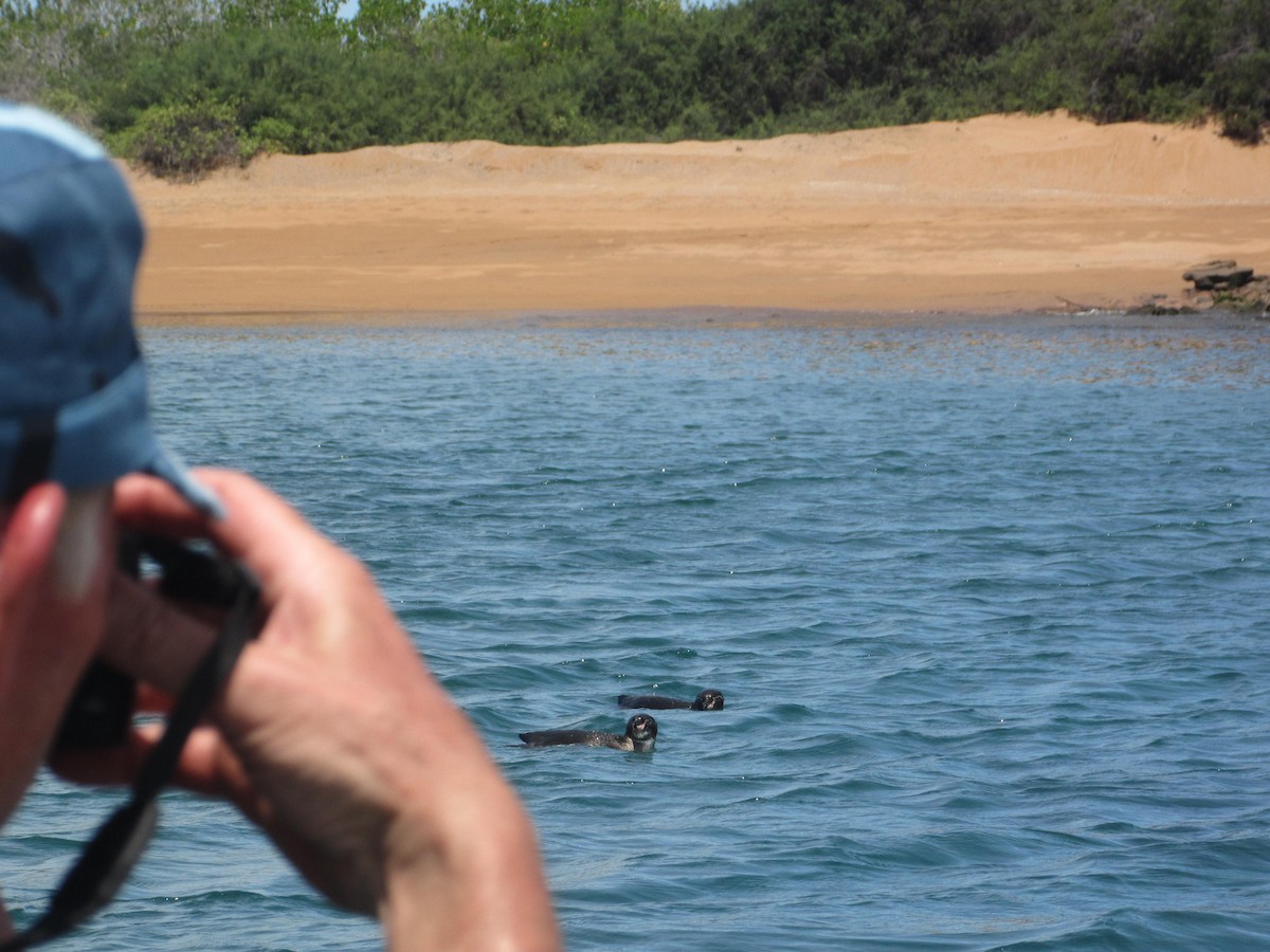 Galapagos Penguin - ML92782151