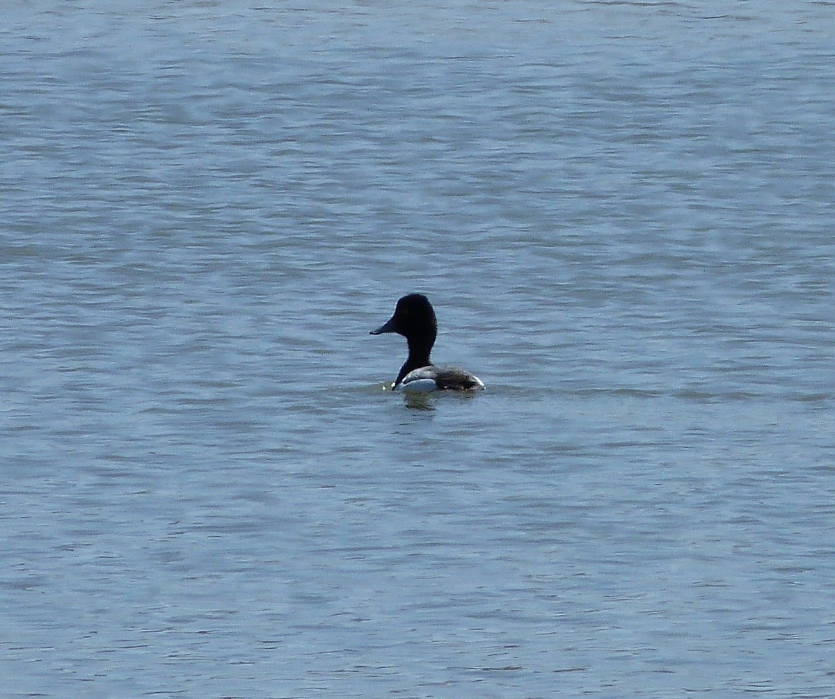 Lesser Scaup - ML92782861