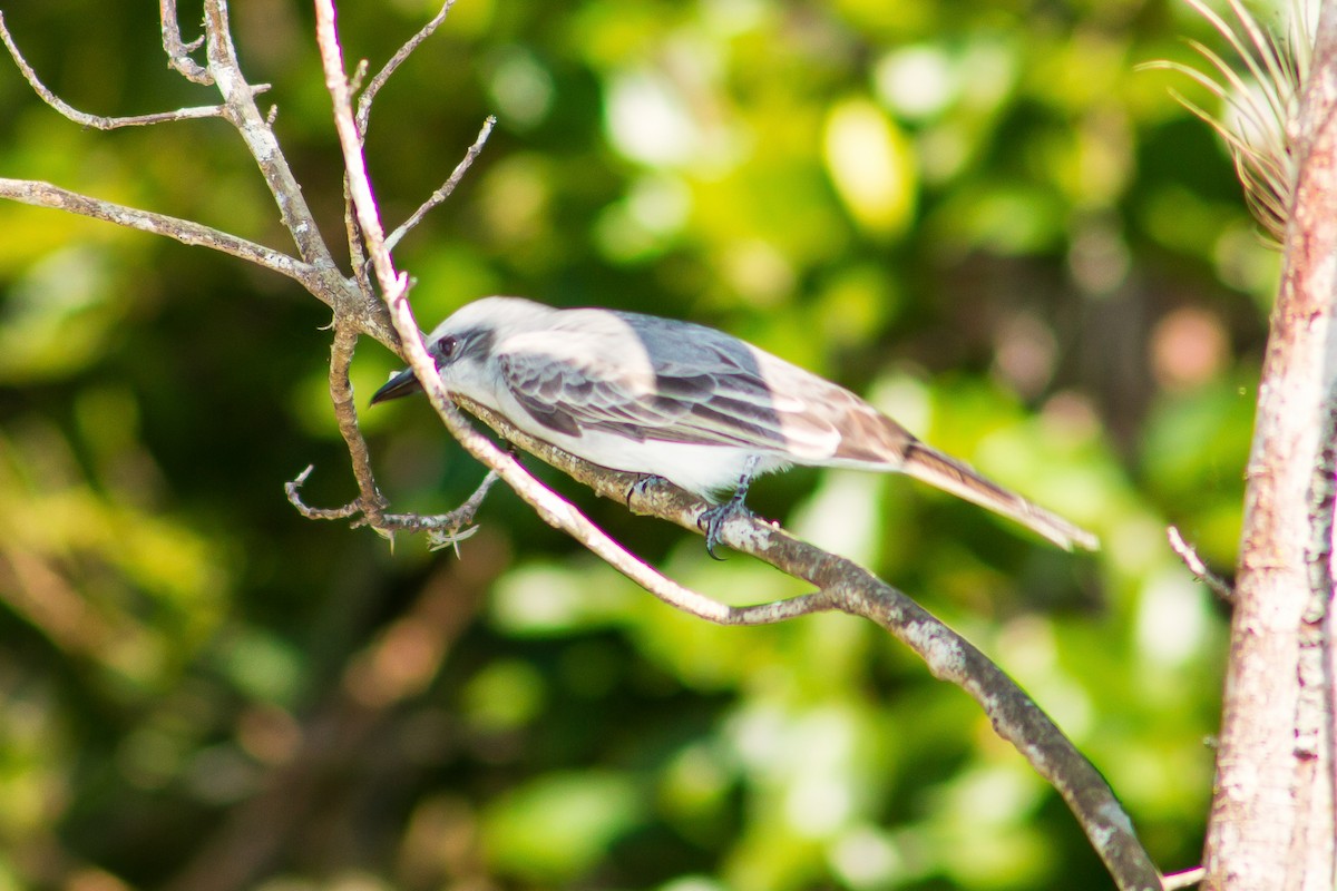 Gray Kingbird - ML92782871