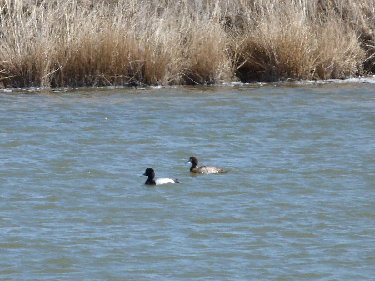 Lesser Scaup - ML92782971