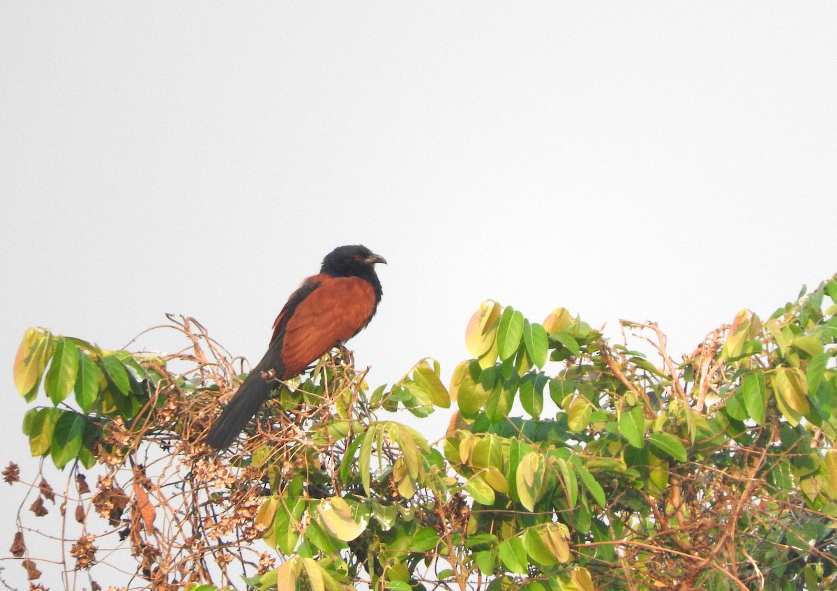 Grand Coucal - ML92783041