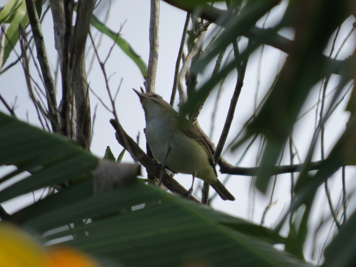 Black-whiskered Vireo - ML92783061