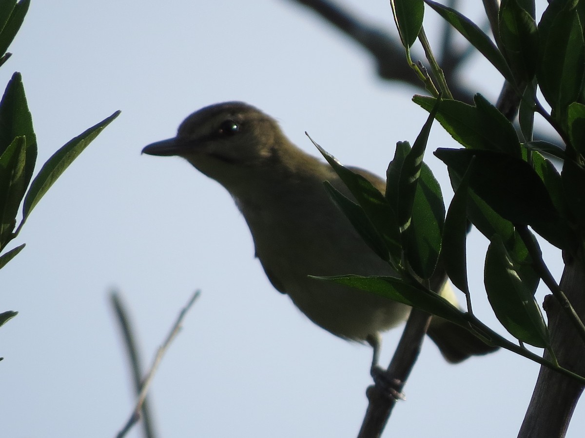 Black-whiskered Vireo - ML92783091