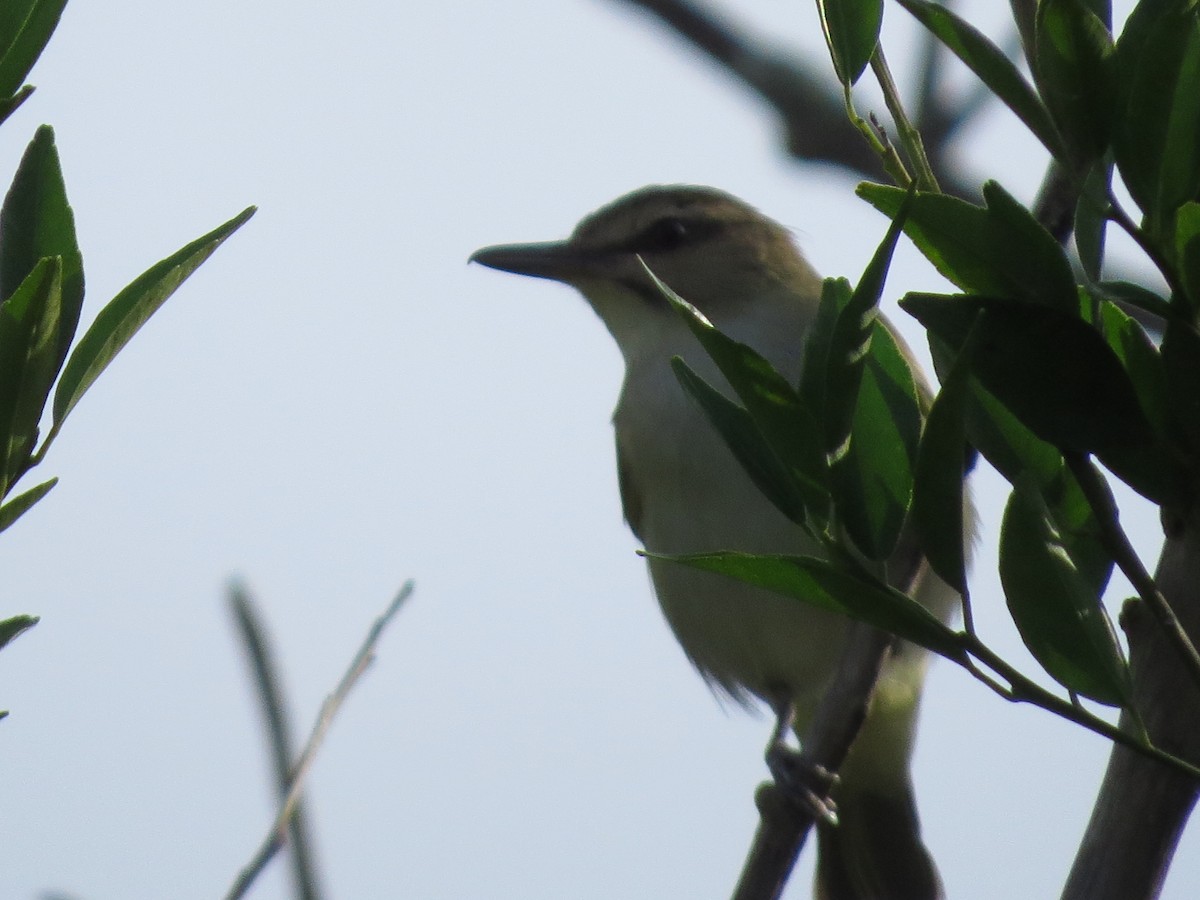Black-whiskered Vireo - ML92783101