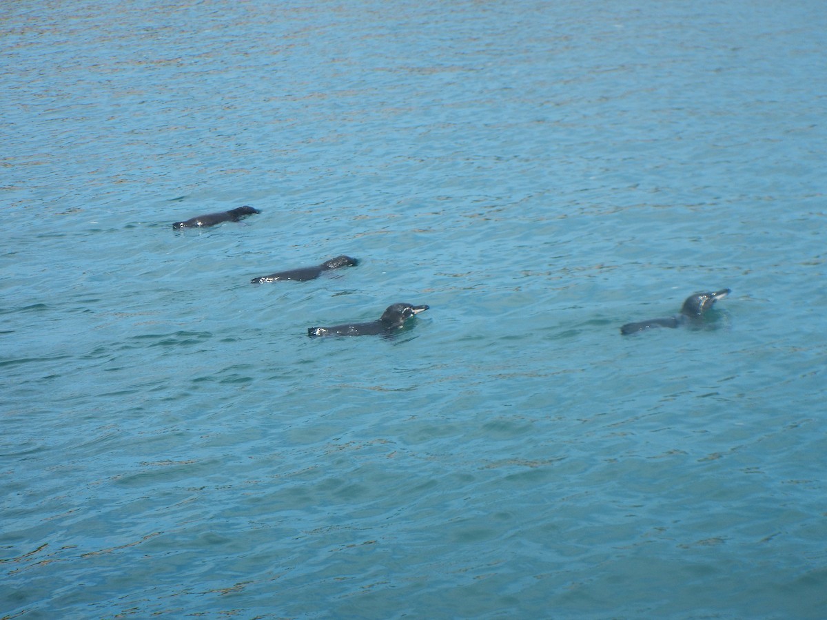 Galapagos Penguin - Colette and Kris Jungbluth