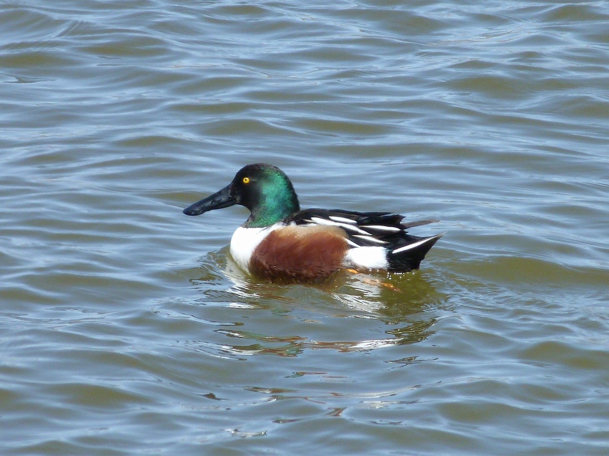 Northern Shoveler - ML92783311