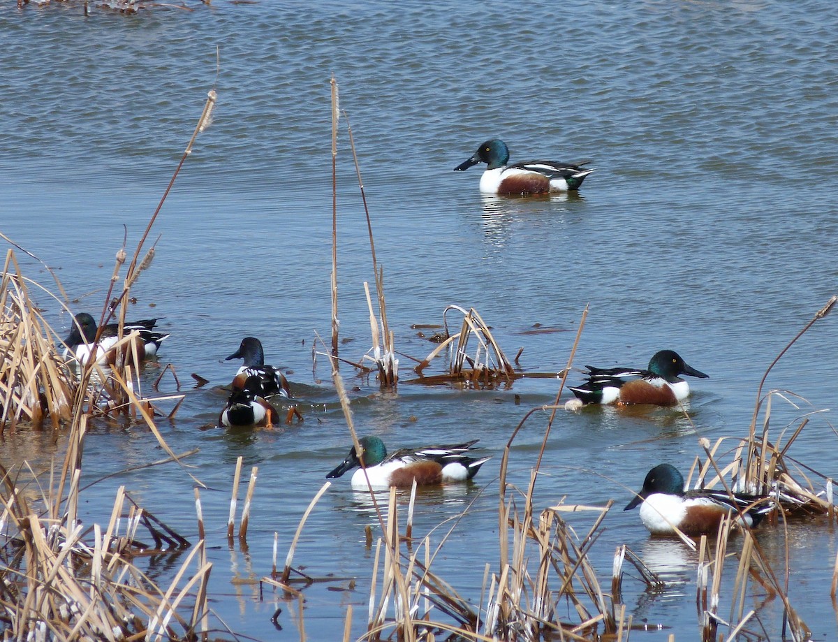 Northern Shoveler - ML92783481