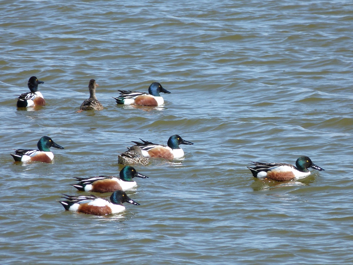 Northern Shoveler - ML92783631