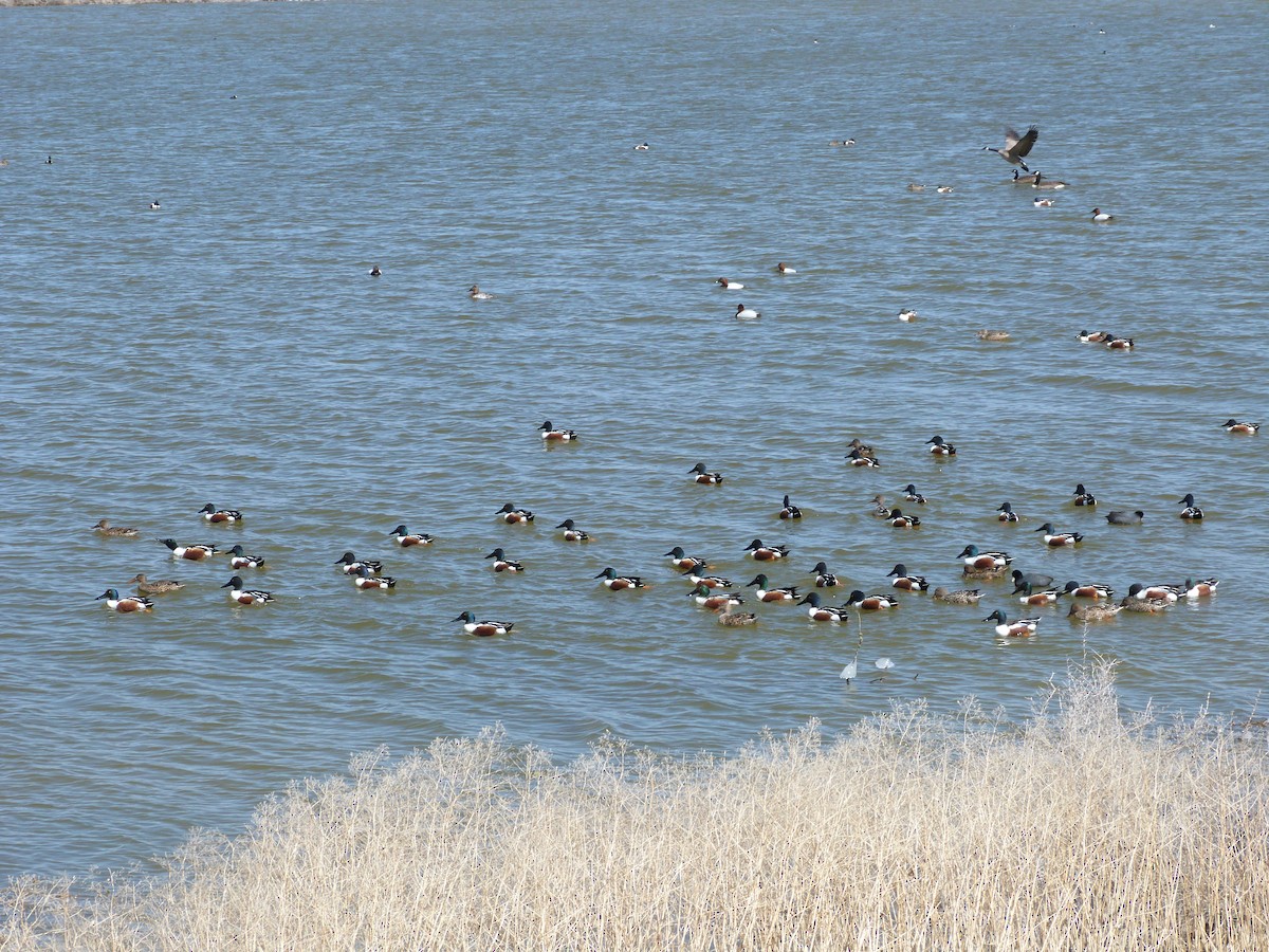 Northern Shoveler - ML92783691