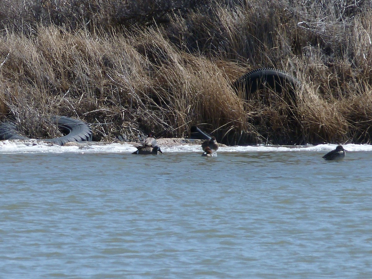 Blue-winged Teal - ML92783801