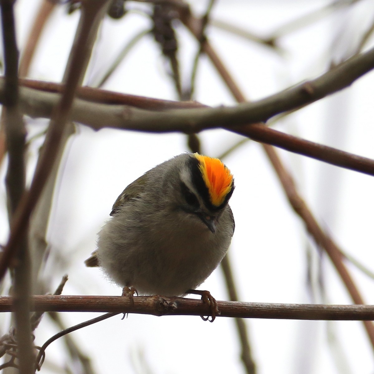 Golden-crowned Kinglet - ML92783831