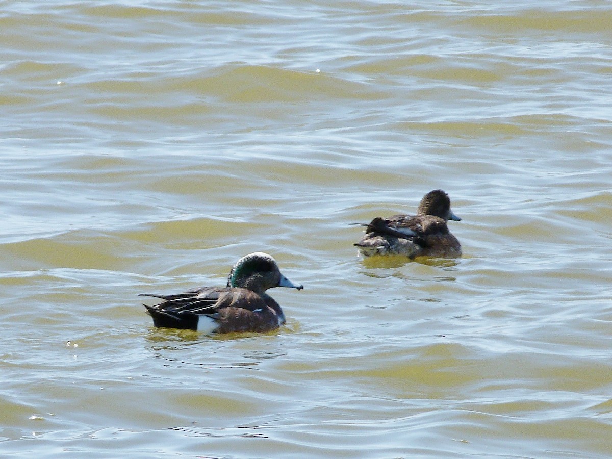 American Wigeon - ML92784051