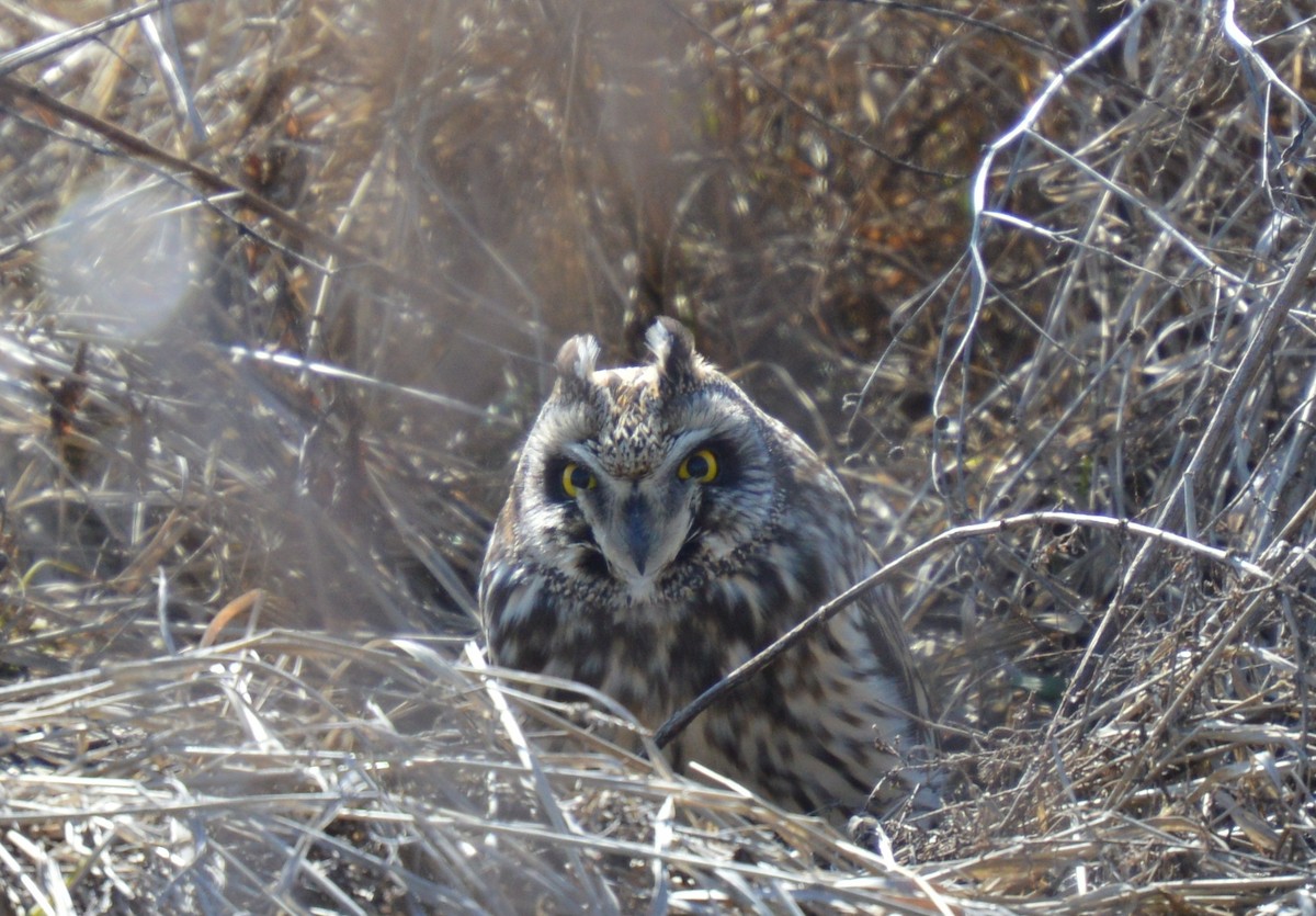 Hibou des marais - ML92786061