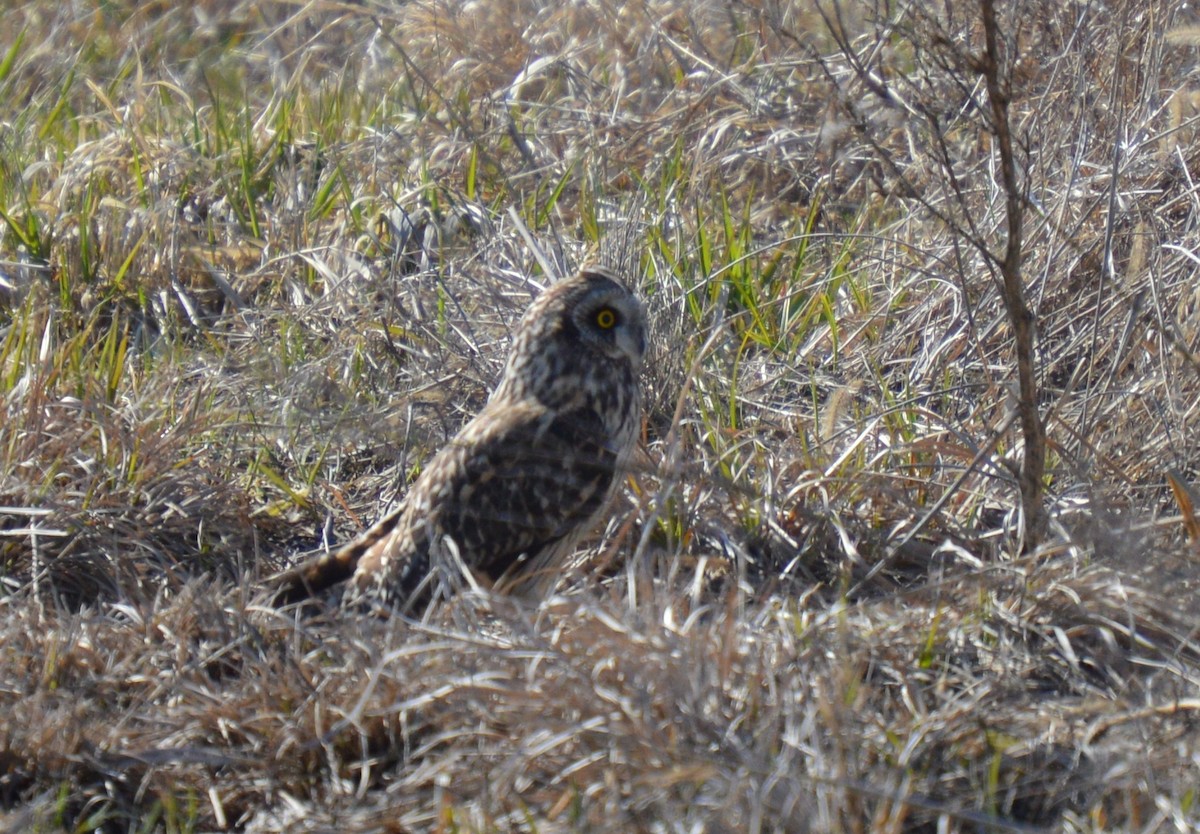 Short-eared Owl - Roland Stuckey