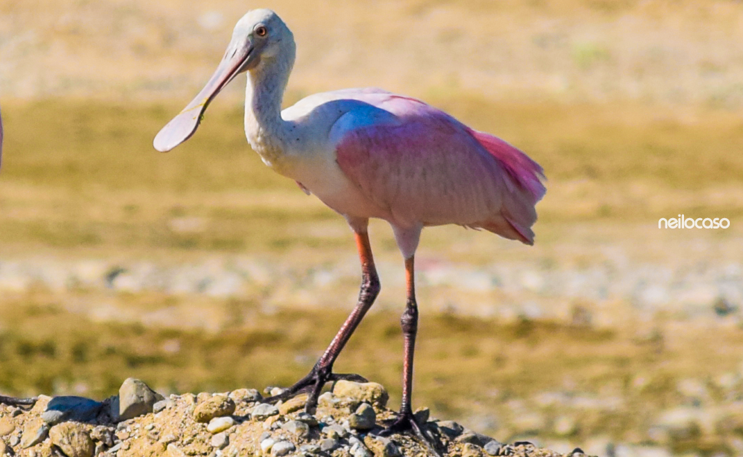 Roseate Spoonbill - ML92789011