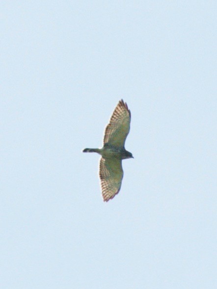 Broad-winged Hawk - ML92789661