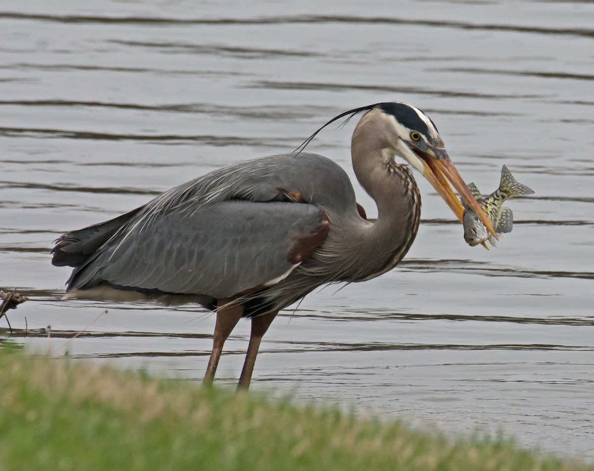 Great Blue Heron (Great Blue) - Jack and Shirley Foreman