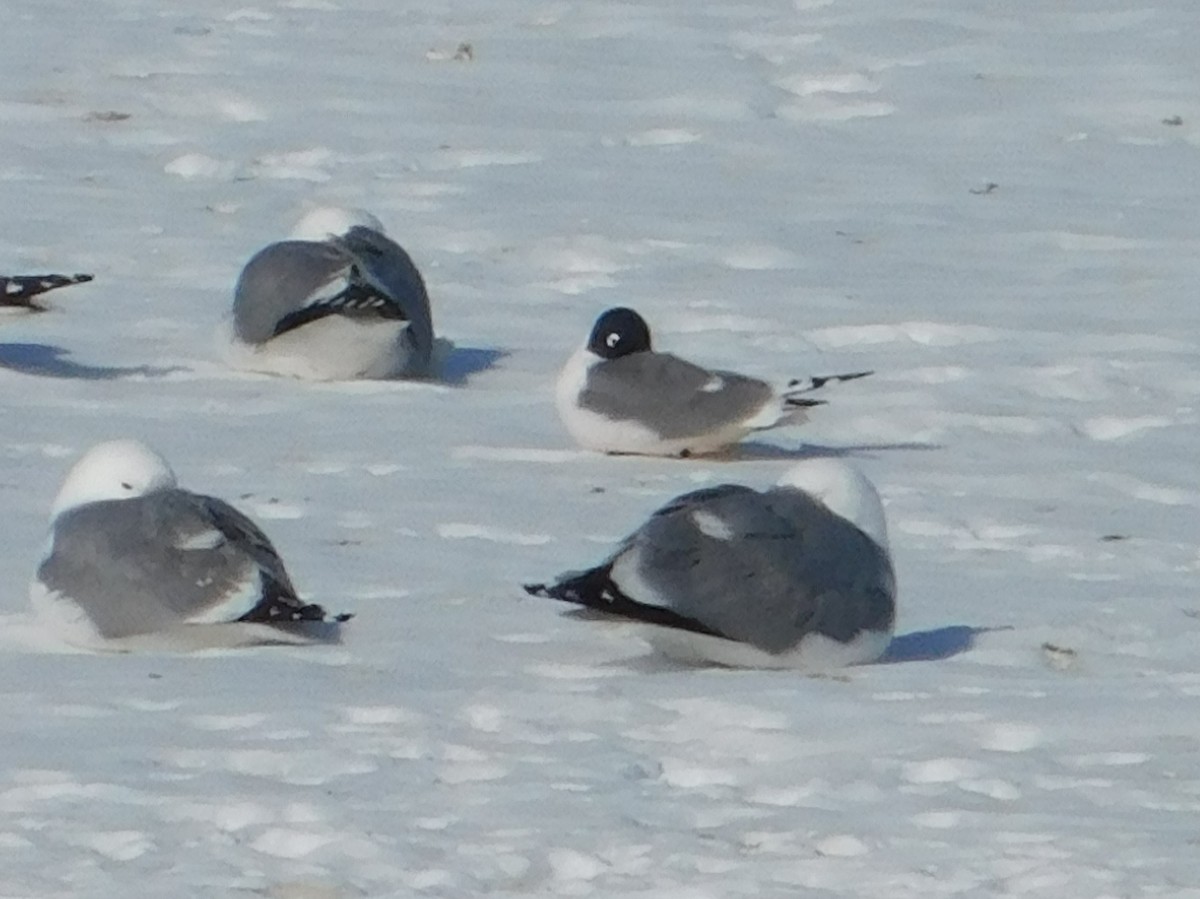 Franklin's Gull - ML92792631