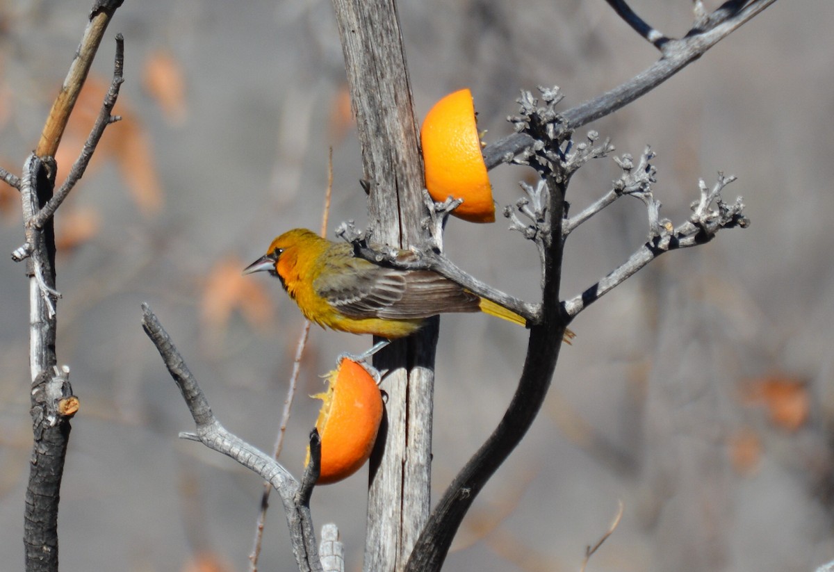 Oriole à dos rayé - ML92792811