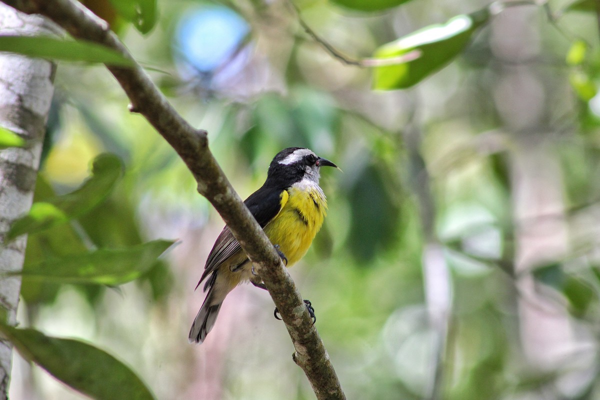 Bananaquit - ML92793301