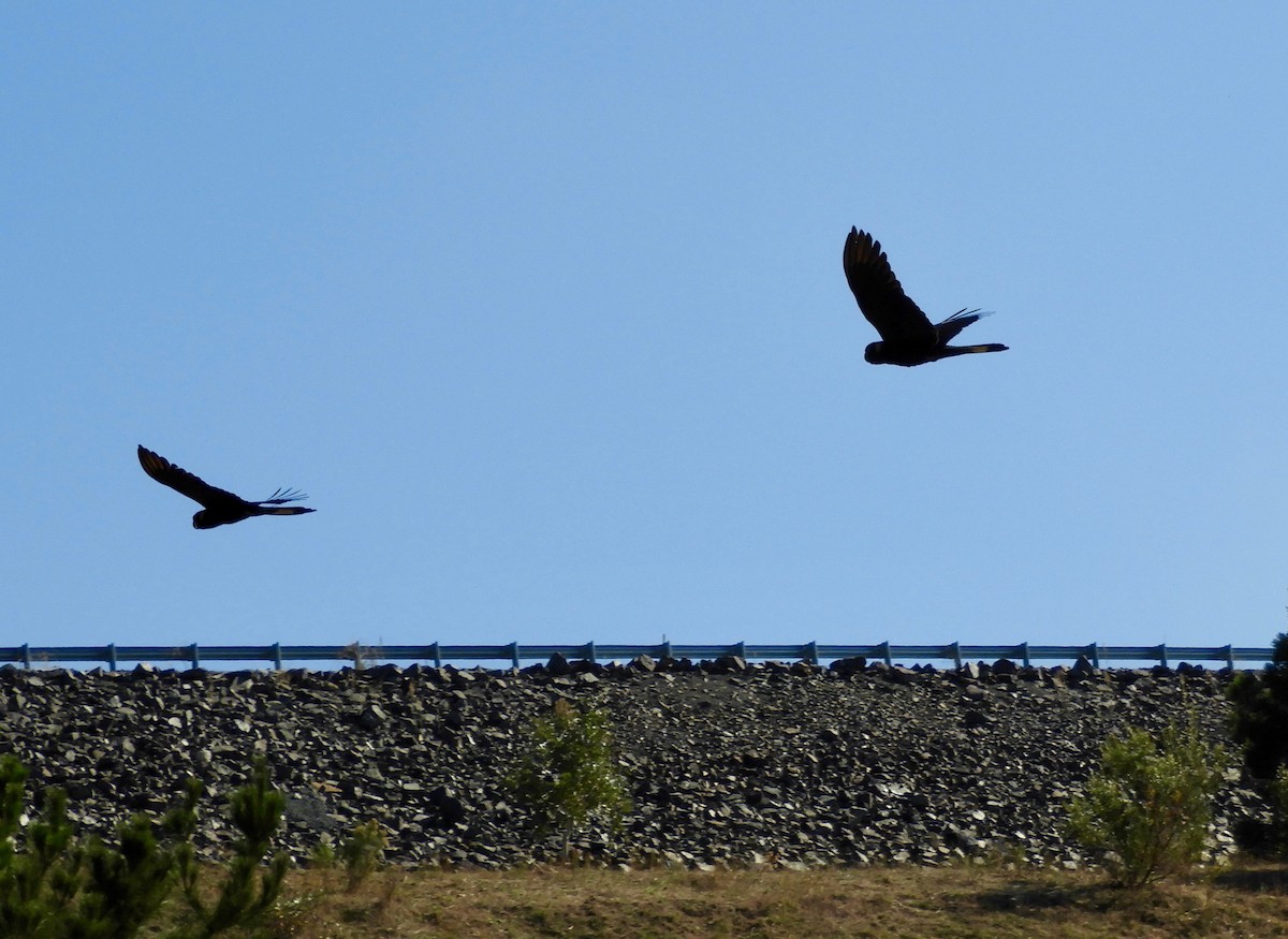 Yellow-tailed Black-Cockatoo - Anonymous