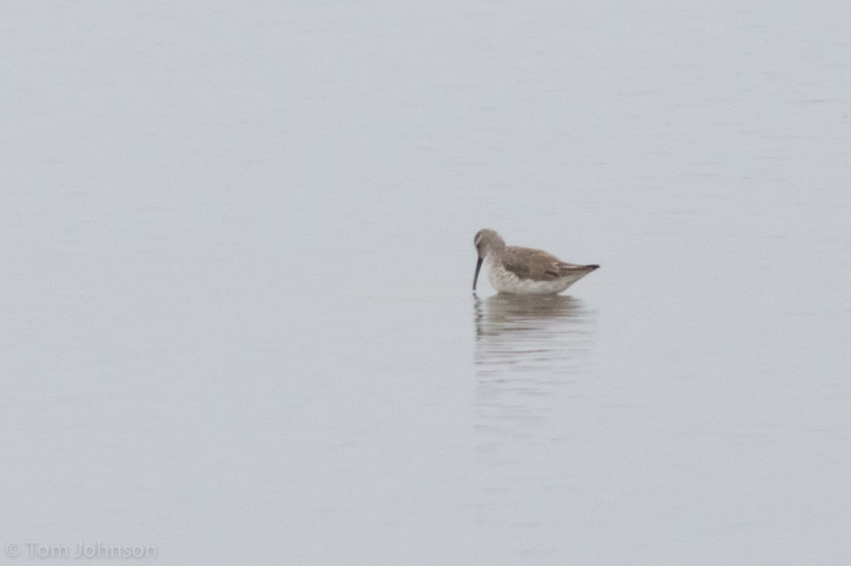 Stilt Sandpiper - ML92794061