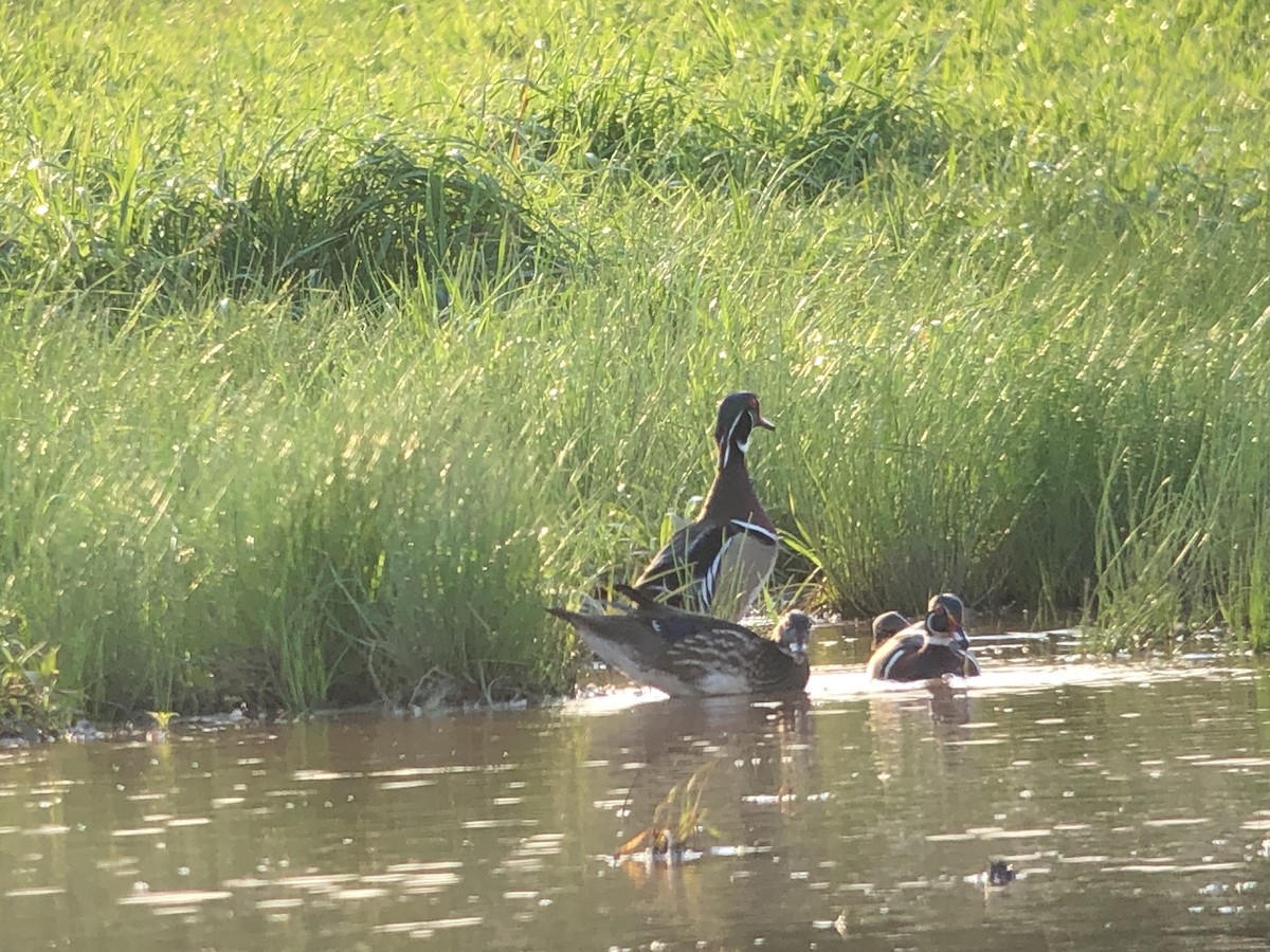 Wood Duck - ML92796631