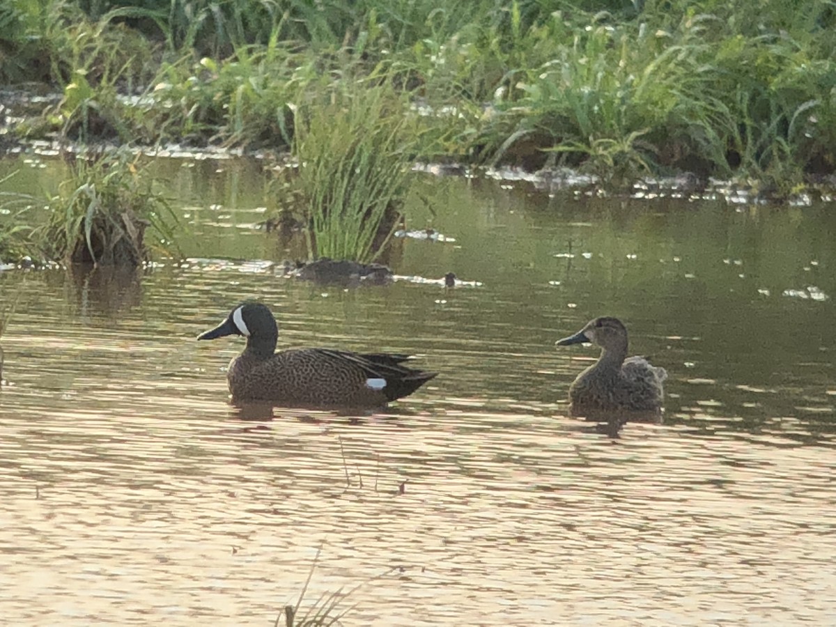 Blue-winged Teal - ML92796801