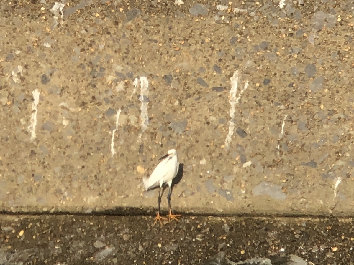 Snowy Egret - ML92797461