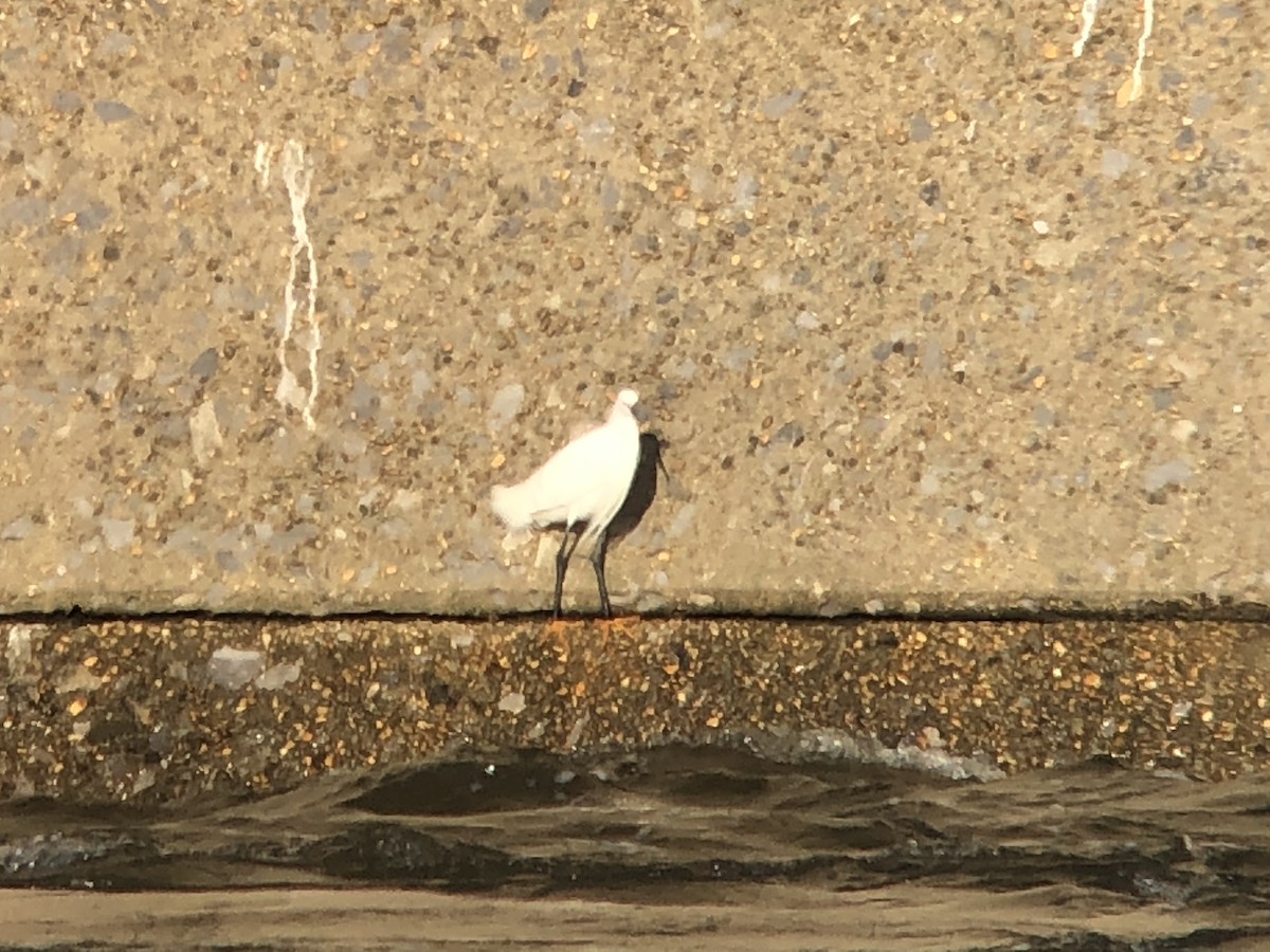 Snowy Egret - ML92797481