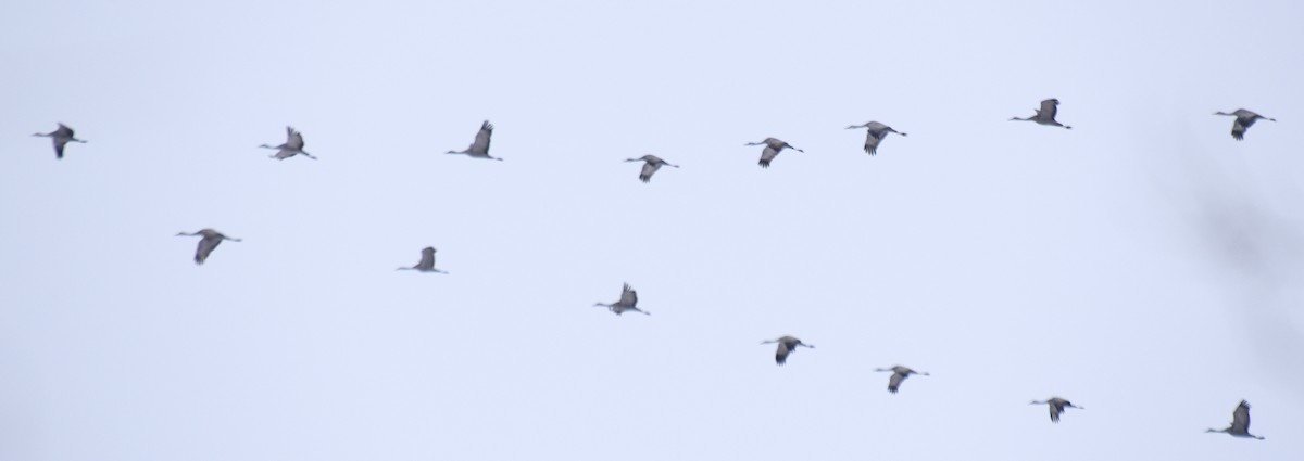 Sandhill Crane (Lesser) - ML92797731