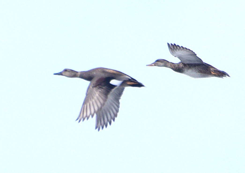 Canard chipeau - ML92798421