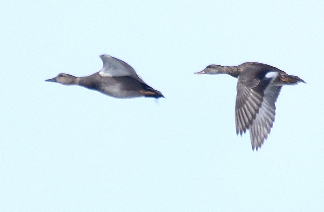 Canard chipeau - ML92798431