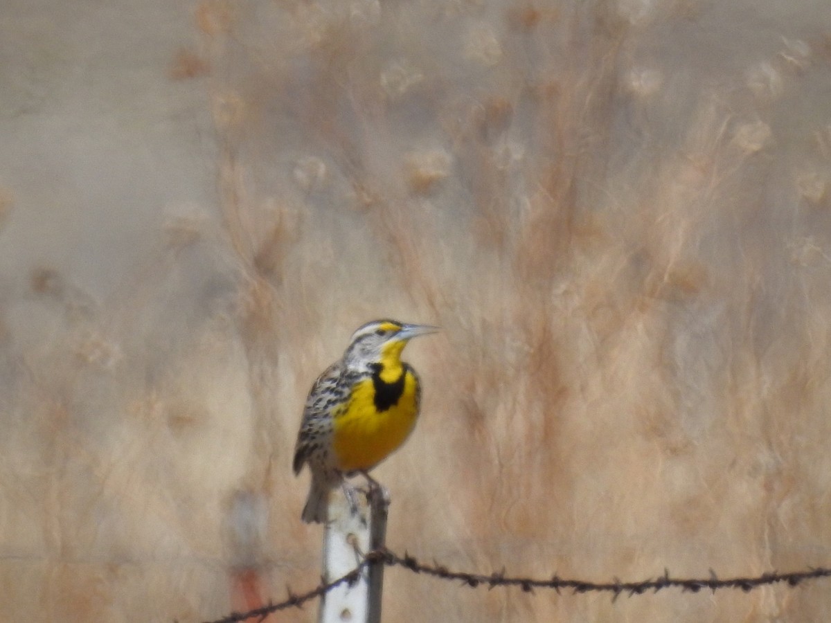 Western Meadowlark - ML92798681