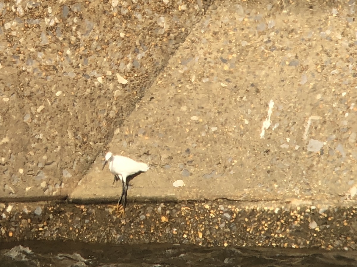 Snowy Egret - ML92799411
