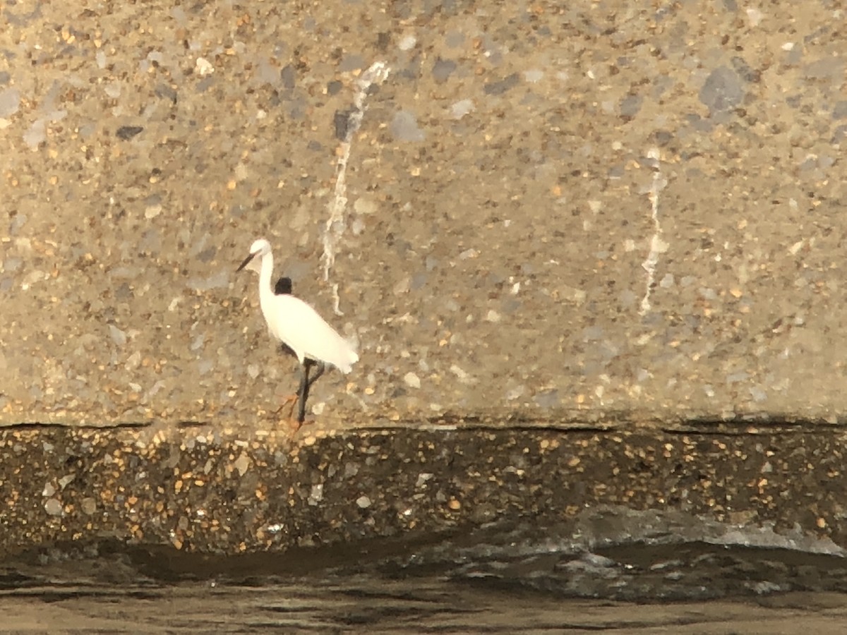 Snowy Egret - ML92799481