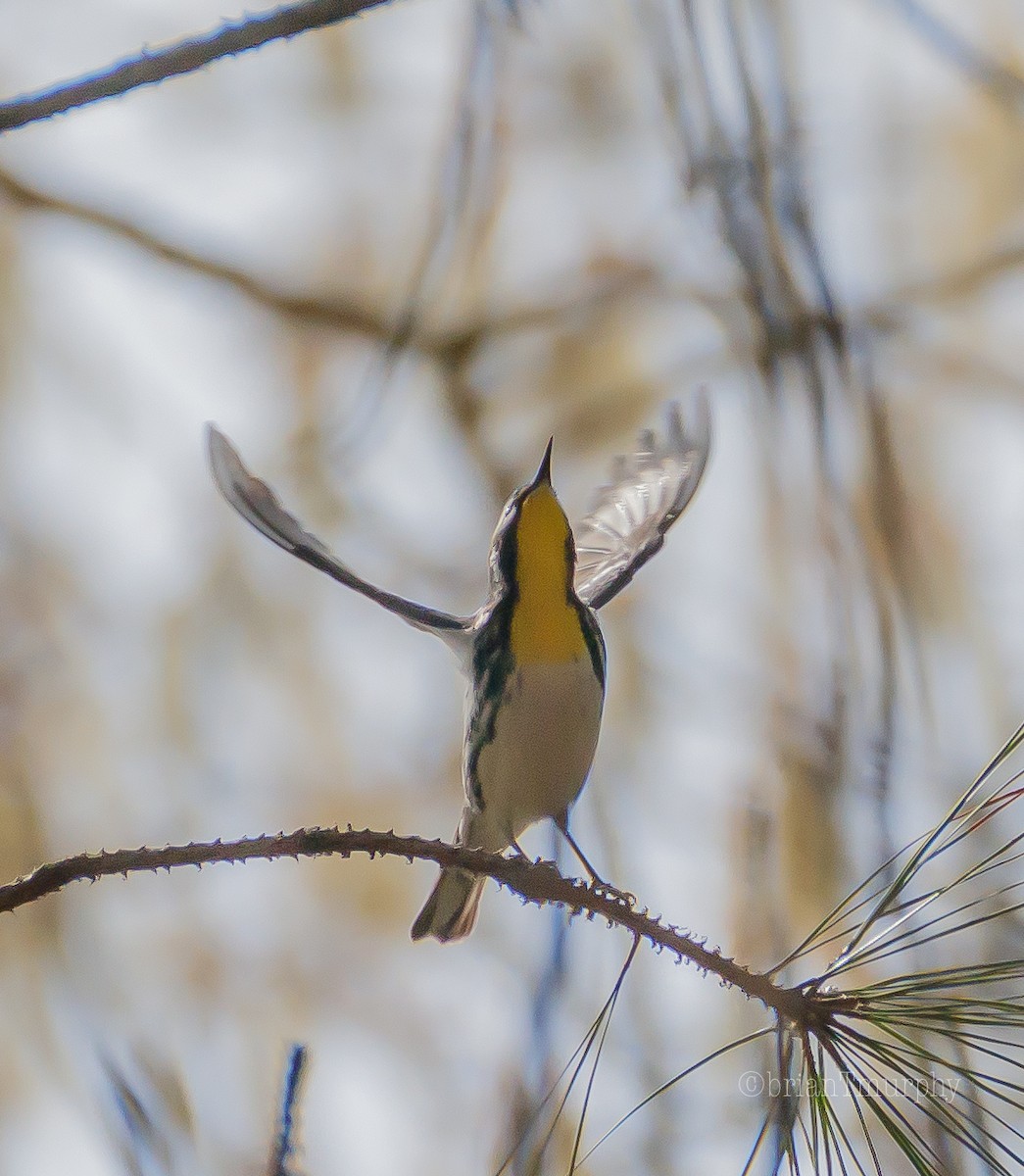 Yellow-throated Warbler - Brian Murphy