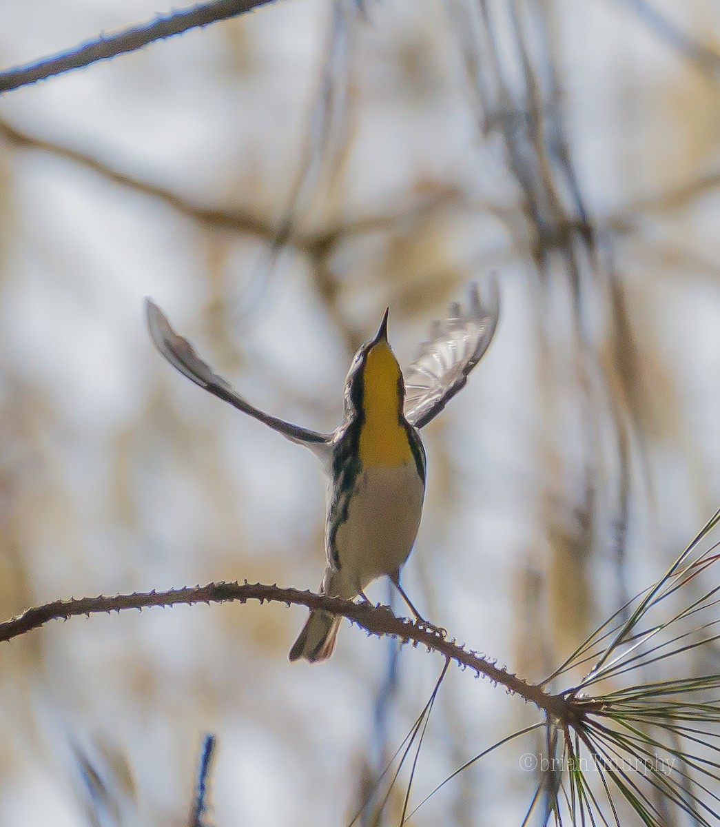 Yellow-throated Warbler - ML92801281