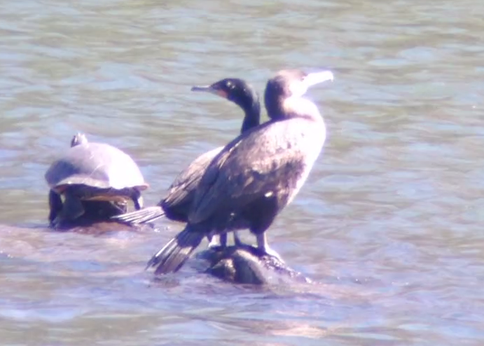 Great Cormorant (North Atlantic) - ML92801801