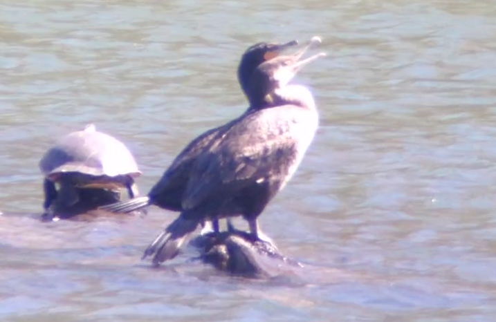 Great Cormorant (North Atlantic) - ML92801851