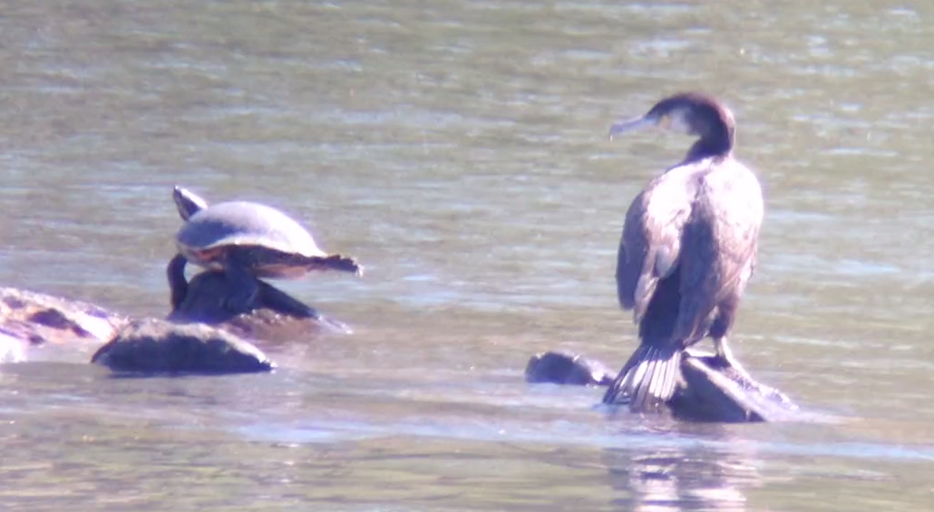 Great Cormorant (North Atlantic) - ML92801871