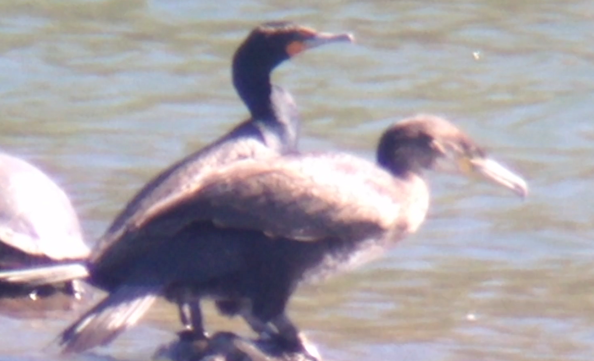 Great Cormorant (North Atlantic) - ML92801901