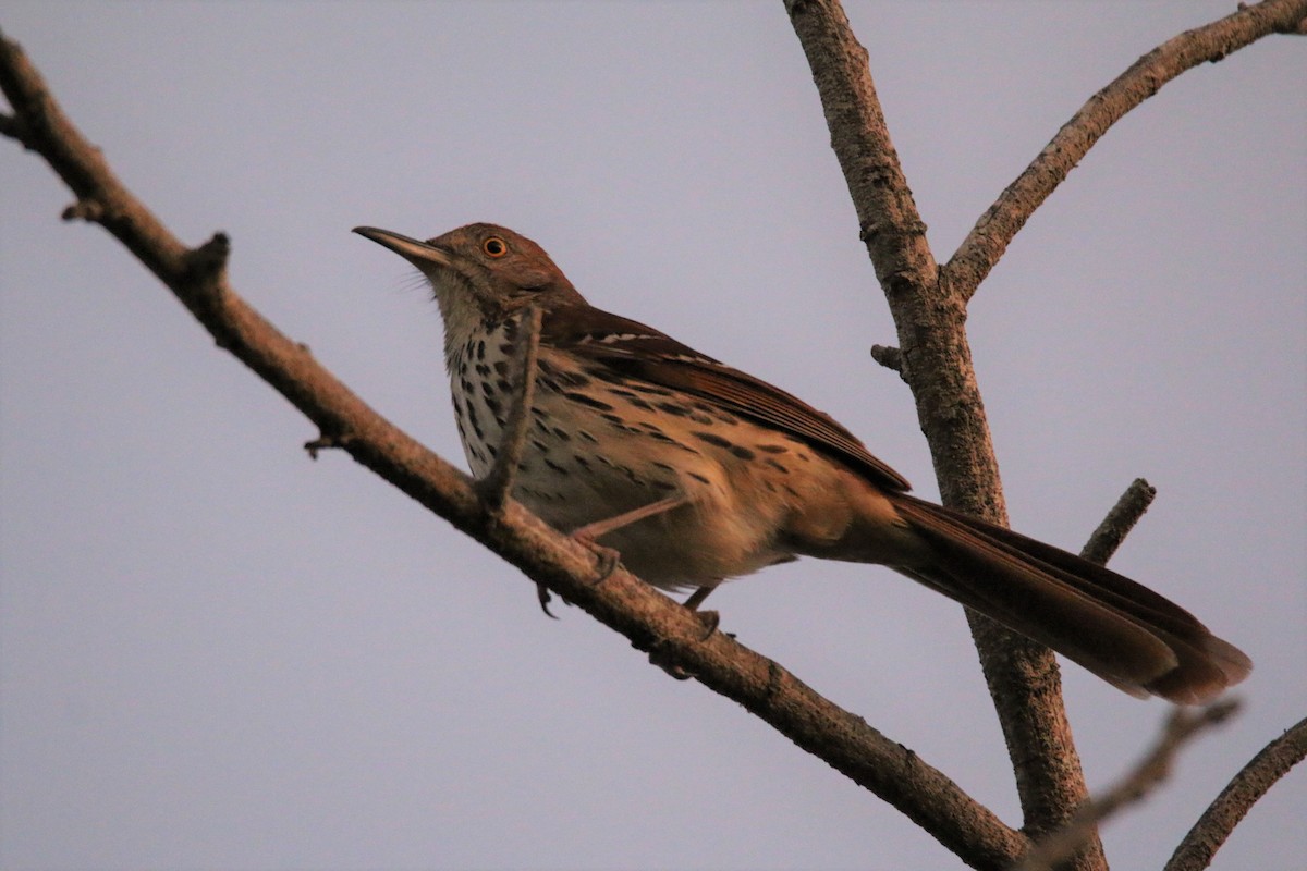 Brown Thrasher - ML92805211