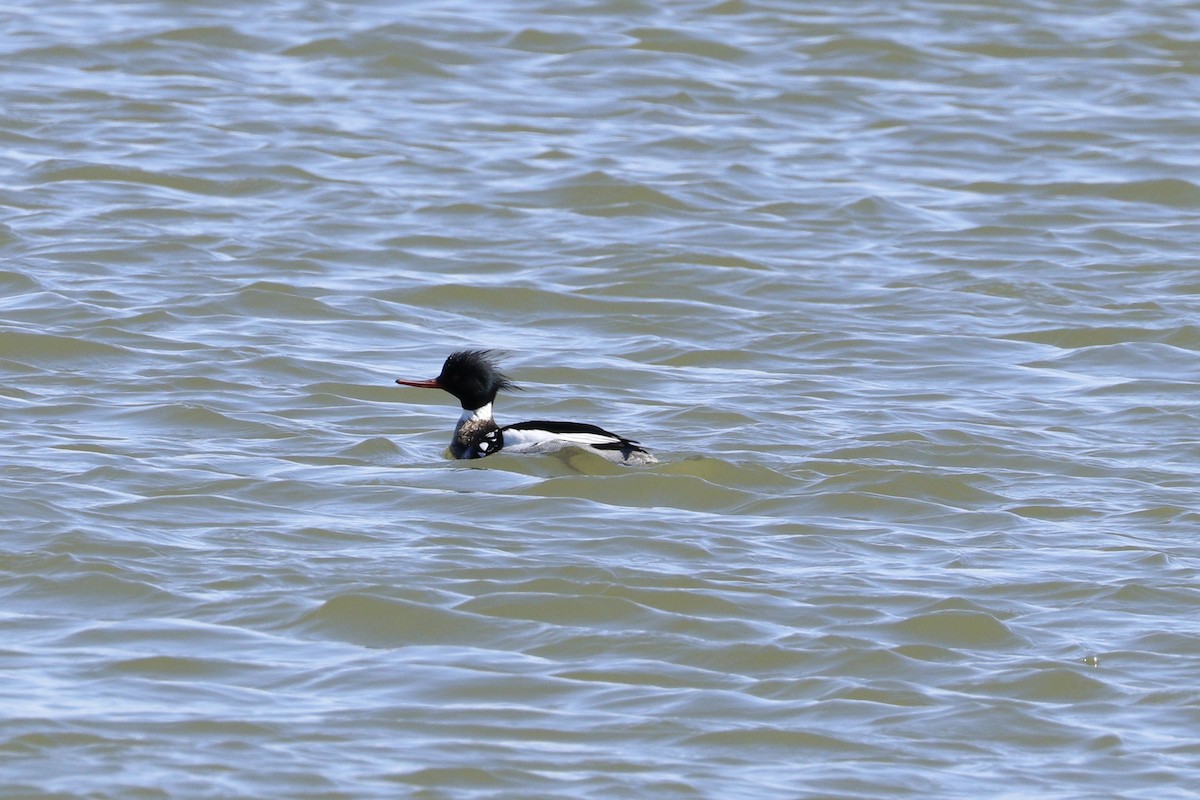 Red-breasted Merganser - ML92805431