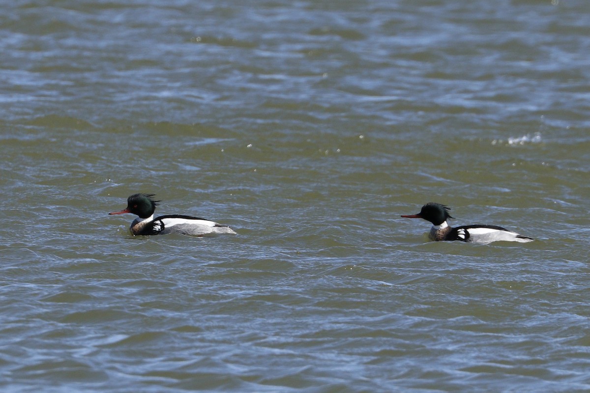 Red-breasted Merganser - ML92805451