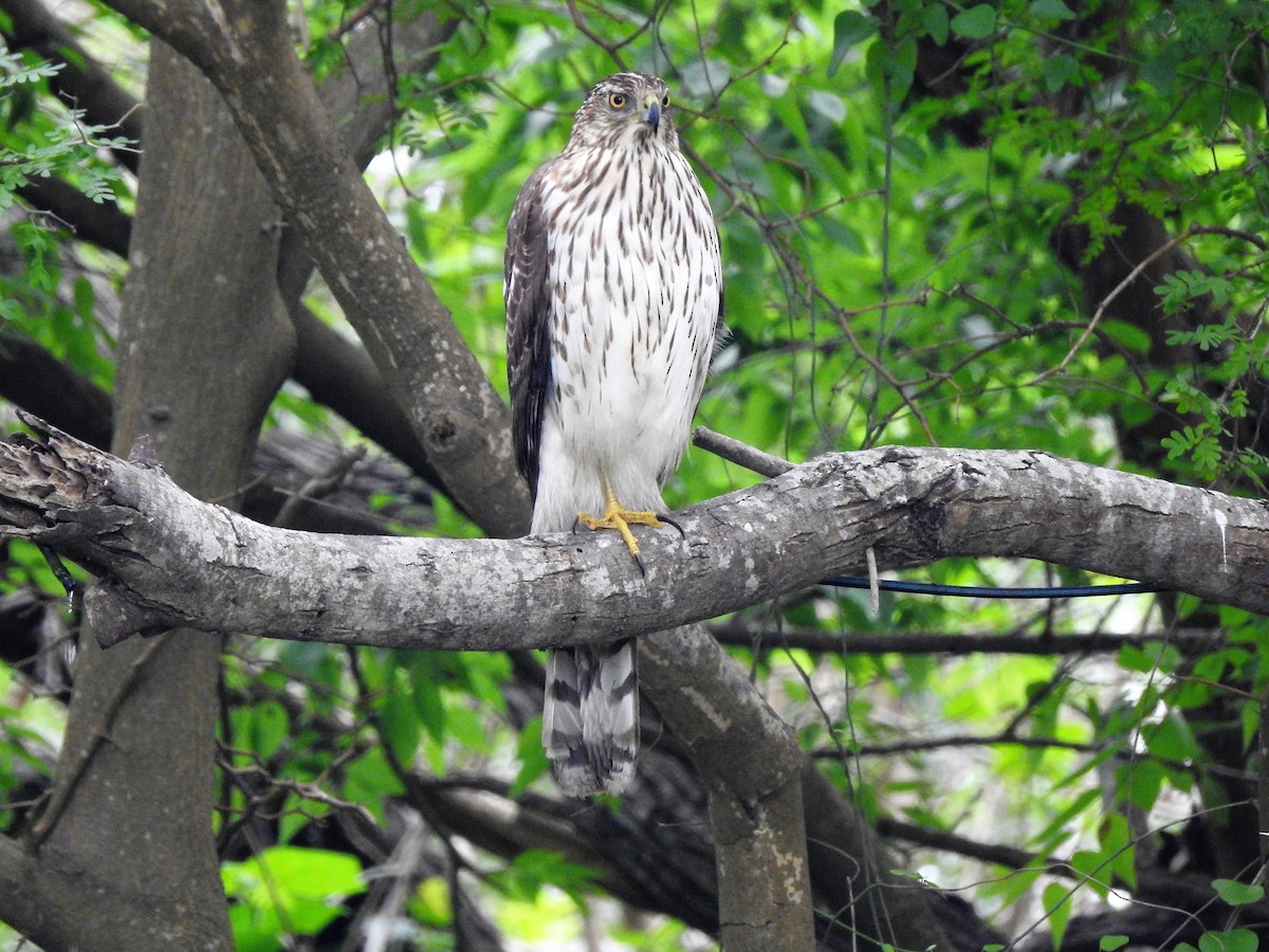 Cooper's Hawk - ellen horak