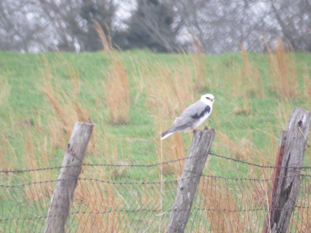 eBird Checklist 3 Apr 2018 70007956 S Highway 39, El Dorado
